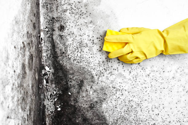 Best Real Estate Mold Inspection  in Gnadenhutten, OH