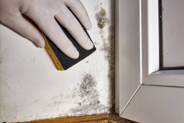 Best Crawl Space Mold Remediation  in Gnadenhutten, OH